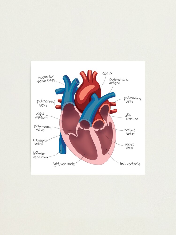 Simple Human Heart Diagram Tote Bag by Vintage Anatomy Prints - Fine Art  America