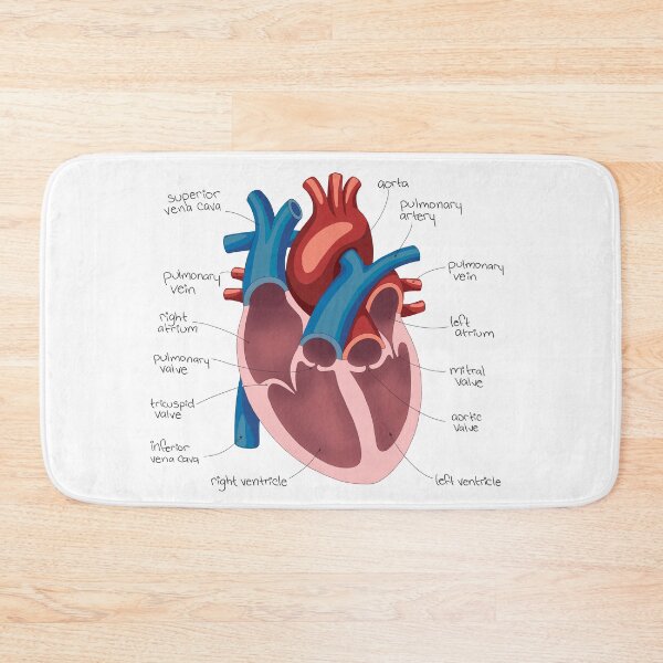 Item preview, Heart Diagram Drawing designed and sold by neatchicdesigns.