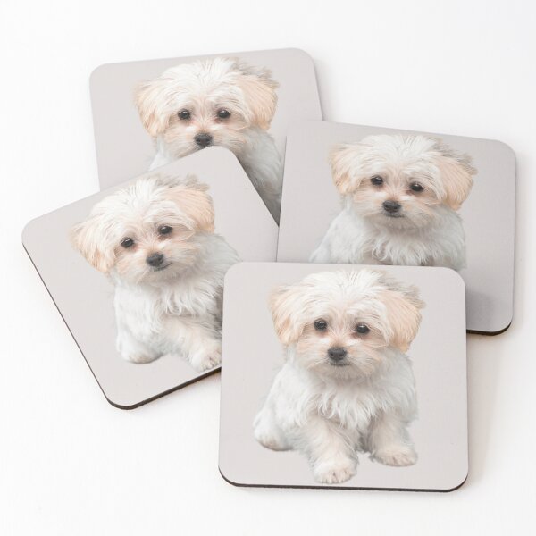 Item preview, Adorable Maltese Pup designed and sold by RainbowSpinkle.