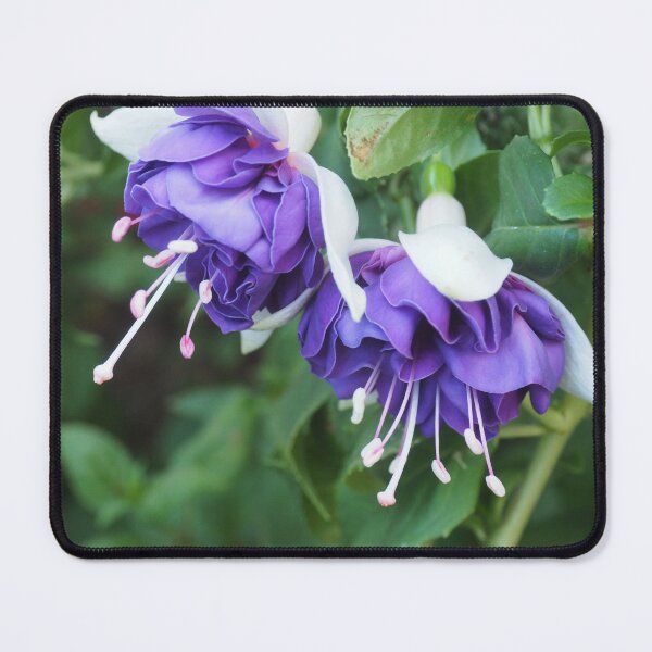 Item preview, Double blue and white fuchsia designed and sold by Bev Pascoe.