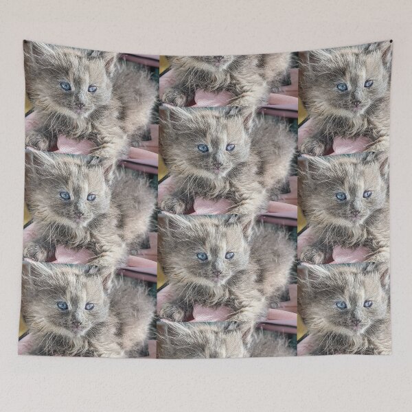 Item preview, Blue grey ragdoll Mainecoon kitten designed and sold by Fluffycat2020.