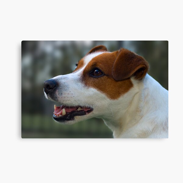 Toby Canvas Print