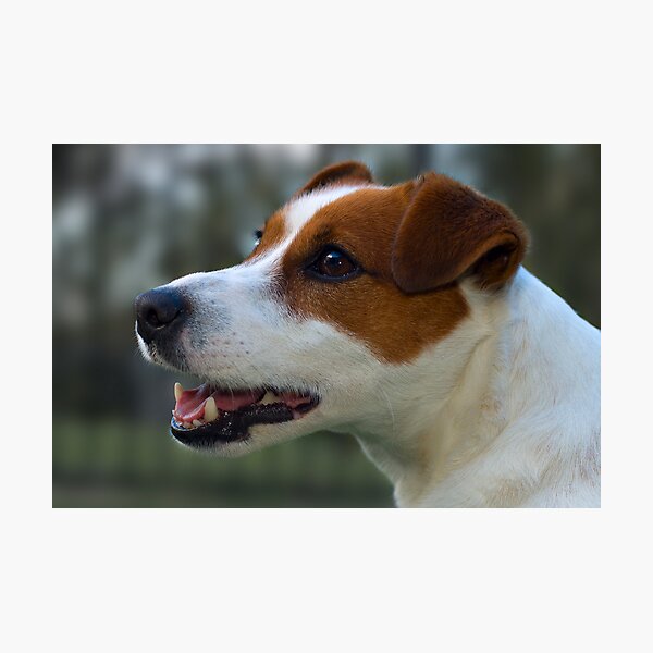 Toby Photographic Print