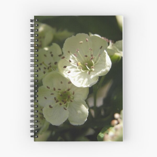 Item preview, A hedge~beauty of hawthorn designed and sold by Jacqueline Durban.