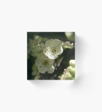 A hedge~beauty of hawthorn Acrylic Block