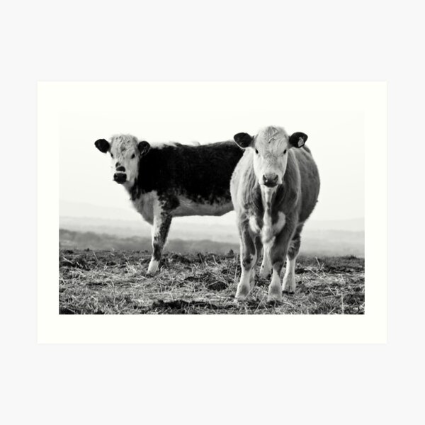 Cows Art Print