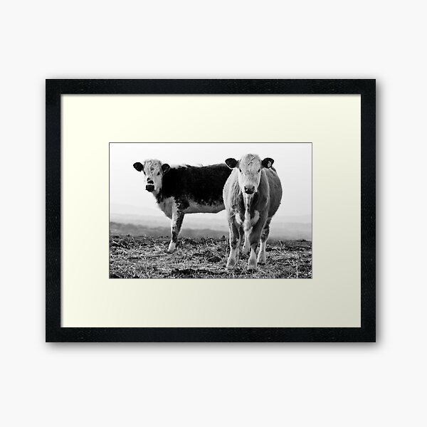 Cows Framed Art Print