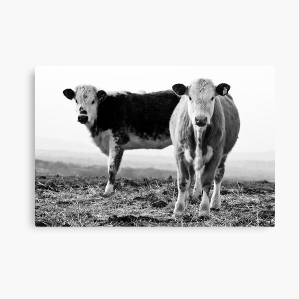 Cows Canvas Print