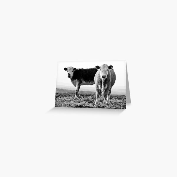 Cows Greeting Card