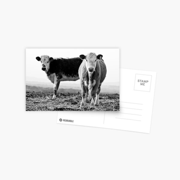 Cows Postcard