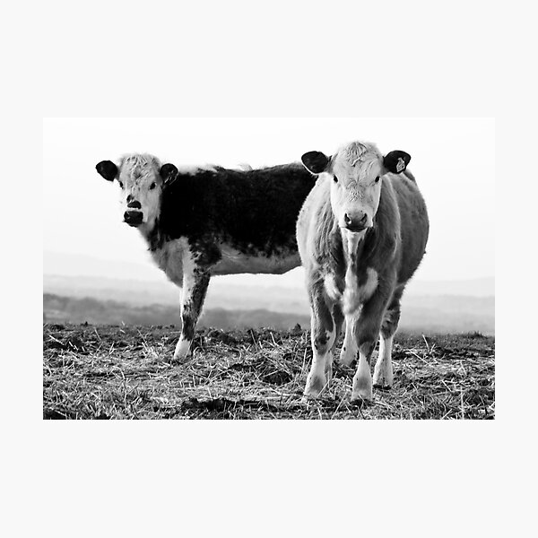 Cows Photographic Print