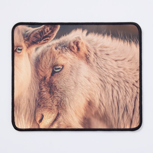 Item preview, Best Friends Goats Cuddling Print designed and sold by Nils Petter Stein.