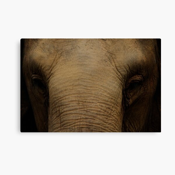 Gentle Giant Canvas Print