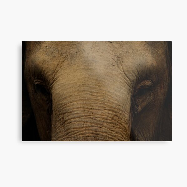 Gentle Giant Metal Print