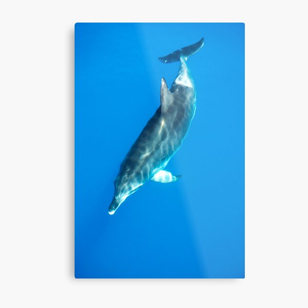 Bottlenose Dolphin Metal Print