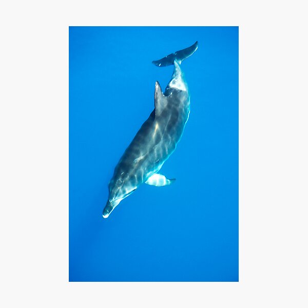 Bottlenose Dolphin Photographic Print