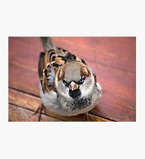 bird Photographic Print