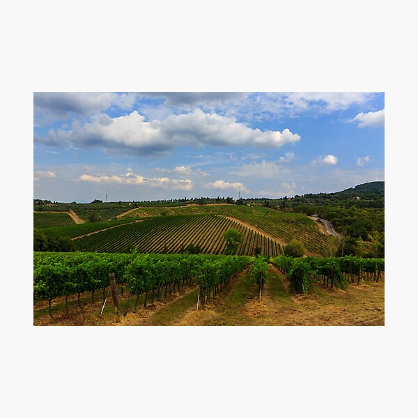 Tuscan veynards Photographic Print