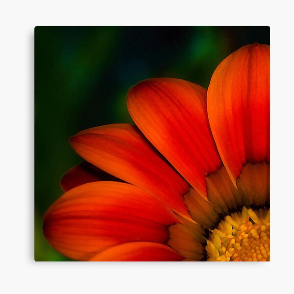 Red Petals Canvas Print