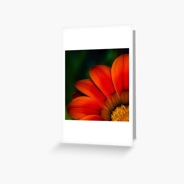 Red Petals Greeting Card