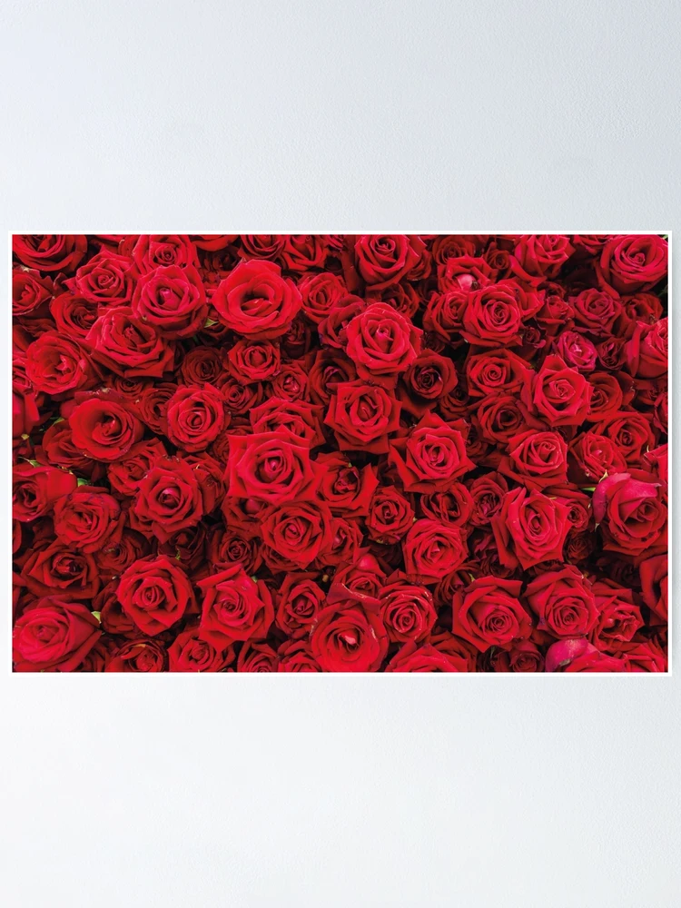Thumbnail 1 of 3, Poster, Red Roses designed and sold by Jools-57.