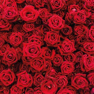 Artwork thumbnail, Red Roses by Jools-57