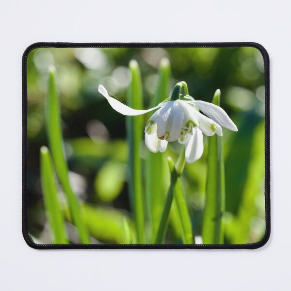 Item preview, Special Snowdrop  designed and sold by caj26.