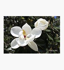 High in a Magnolia Tree ~ Blooms Photographic Print