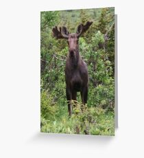 Young Bull Greeting Card