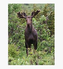 Young Bull Photographic Print