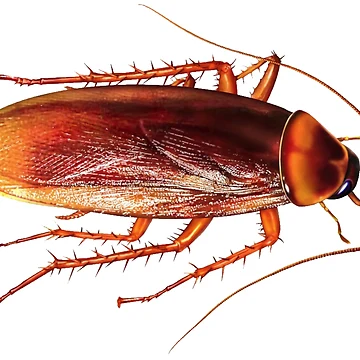 Artwork thumbnail, Cockroach by Insectland