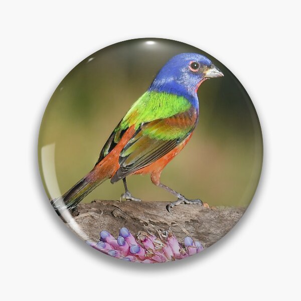 Item preview, Painted Bunting Bird Male designed and sold by candiscamera.