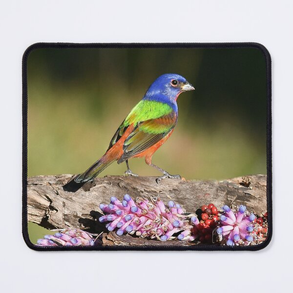 Item preview, Painted Bunting Bird Male designed and sold by candiscamera.
