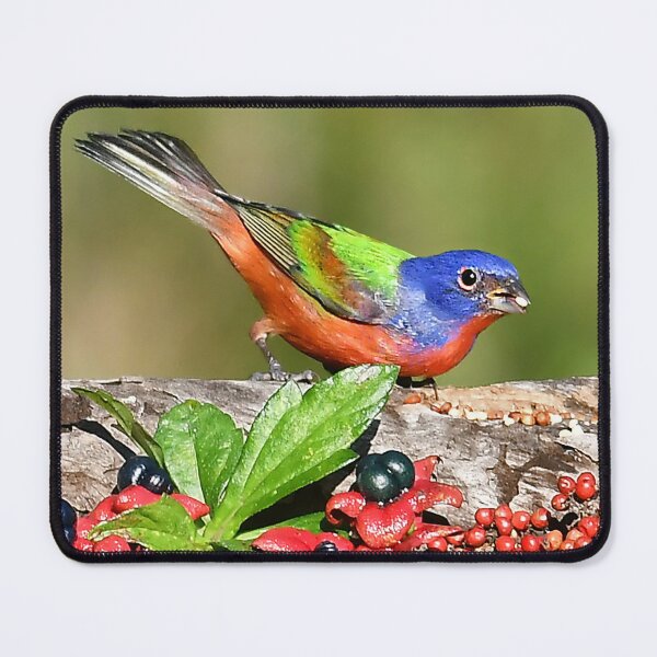 Item preview, Painted Bunting Male Bird  designed and sold by candiscamera.