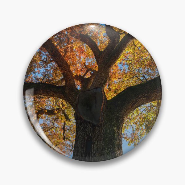 Item preview, Roble secular en otoño. Toscana, Italia. designed and sold by Stefano Orazzini.