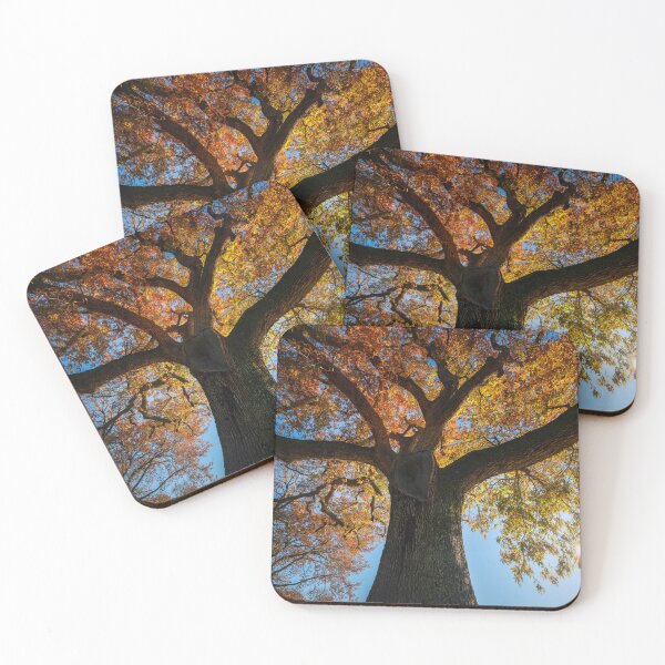 Item preview, Roble secular en otoño. Toscana, Italia. designed and sold by Stefano Orazzini.