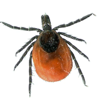 Artwork thumbnail, Tick by Insectland