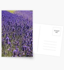 "Lavender" Postcards