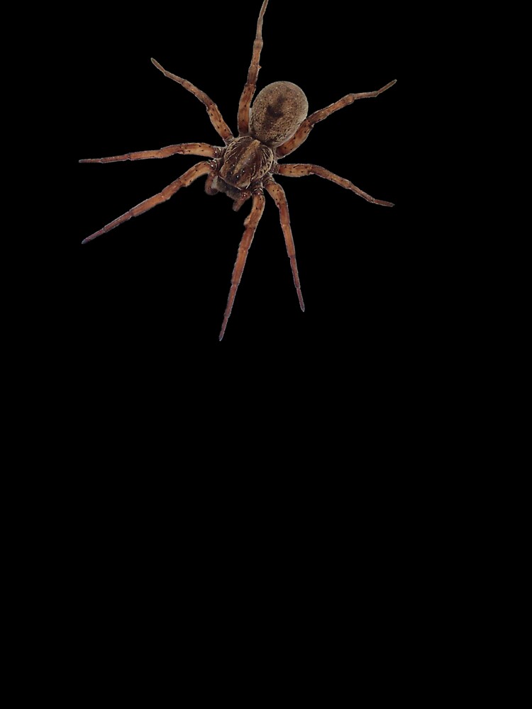 Thumbnail 7 of 7, Oversized T-Shirt, Spider designed and sold by Insectland.