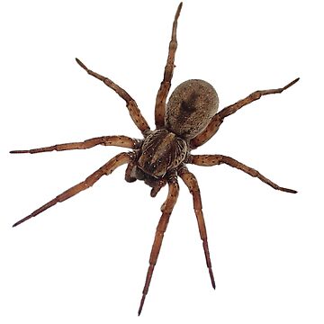 Artwork thumbnail, Spider by Insectland