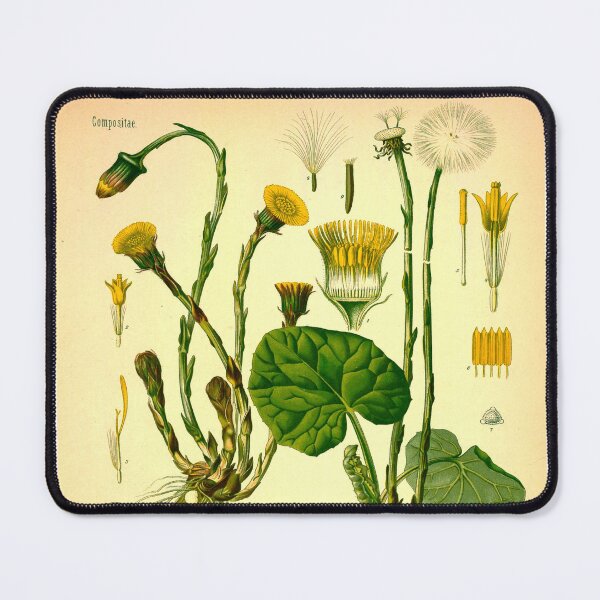 Item preview, Wall Art - Scientific Botanical Illustration of "Tussilago farfara L.", 1887.  designed and sold by BotanicalVibes.