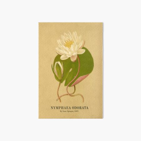 Item preview, Vintage Botanical Painting - The Water Lily (Nymphaea odorata) - By Isaac Sprague, 1887. designed and sold by BotanicalVibes.
