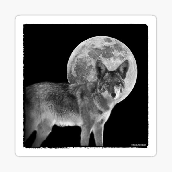 Coyote Moon Sticker