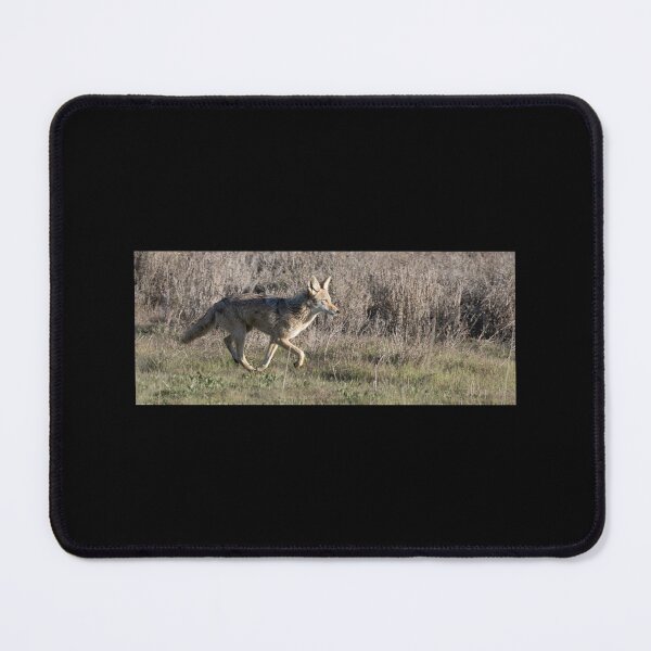 Item preview, Coyote Trot Sticker designed and sold by mercedesfr47.
