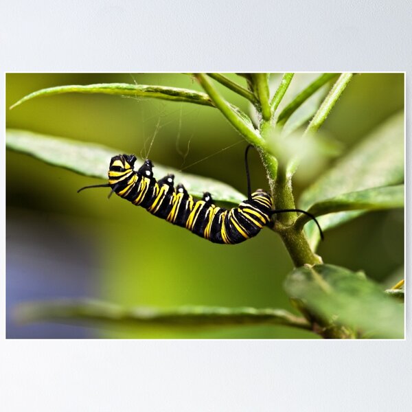 Artikelvorschau, Monarch Caterpillar entworfen und verkauft von PhotosByHealy.