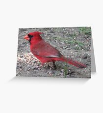 Cardinal's Closeup Greeting Card