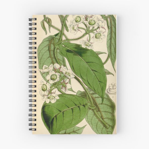 Item preview, Curtis's botanical magazine (Tab. 4472) (8411709012) designed and sold by EsotericBotanic.
