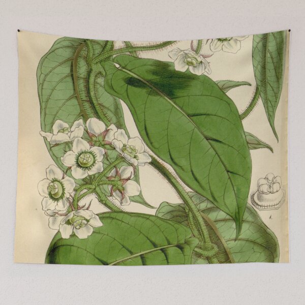 Item preview, Curtis's botanical magazine (Tab. 4472) (8411709012) designed and sold by EsotericBotanic.