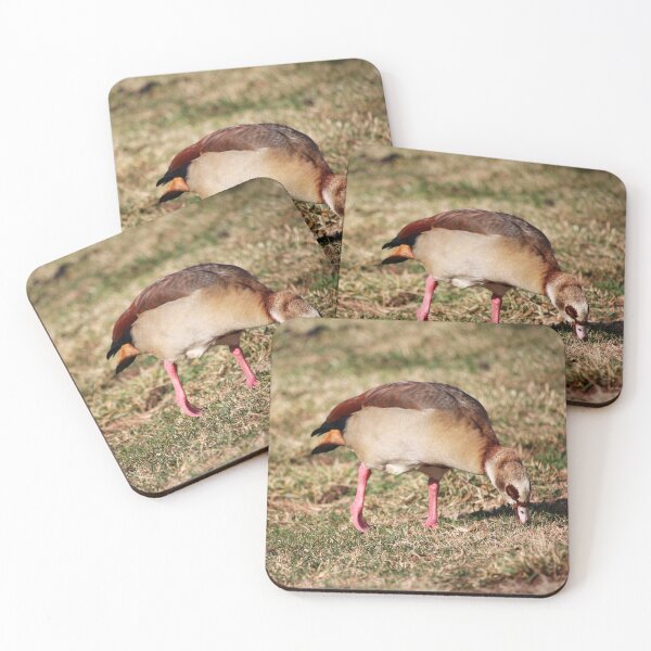 Item preview, Egyptian Goose Grazing  designed and sold by Cynthia48.