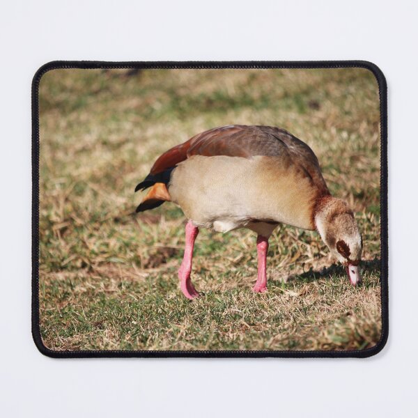 Item preview, Egyptian Goose Grazing  designed and sold by Cynthia48.